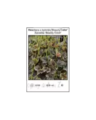 Heuchera-x-hybrida-Beauty-Color