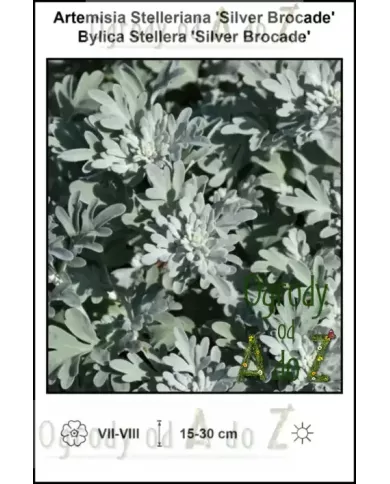 Artemisia-Stelleriana-Silver-Brocade Artemisia-Stelleriana-Silver-Brocade