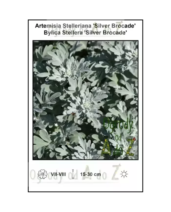 Artemisia-Stelleriana-Silver-Brocade