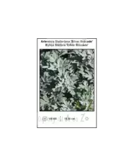 Artemisia-Stelleriana-Silver-Brocade