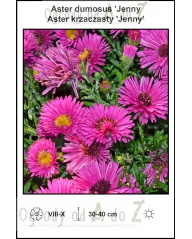 Aster-dumosus-Jenny Aster-dumosus-Jenny
