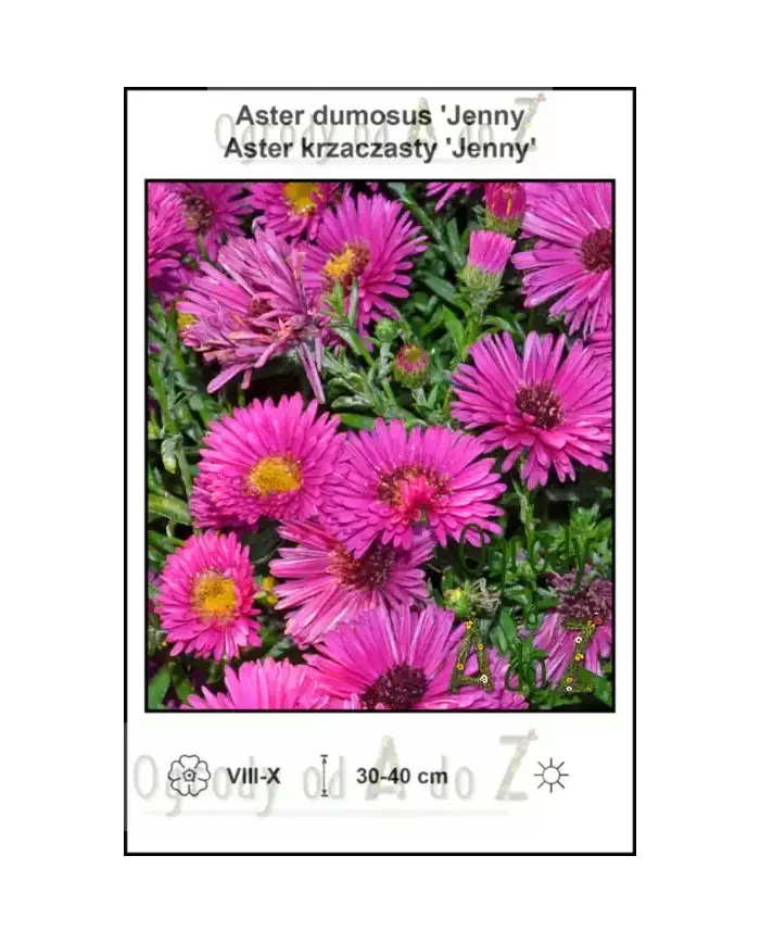 Aster-dumosus-Jenny