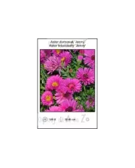 Aster-dumosus-Jenny