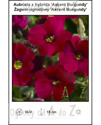 Aubrieta-x-hybrida-Axcent-Burgundy