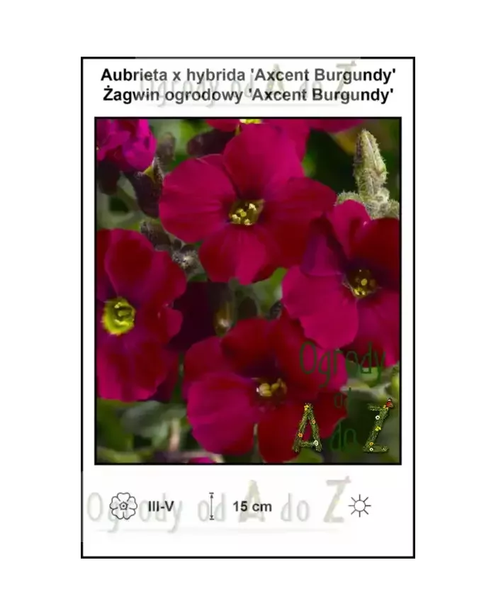 Aubrieta-x-hybrida-Axcent-Burgundy