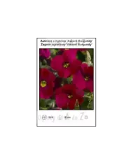 Aubrieta-x-hybrida-Axcent-Burgundy