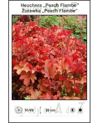 Heuchera-Peach-Flambe.jpg Heuchera-Peach-Flambe.jpg
