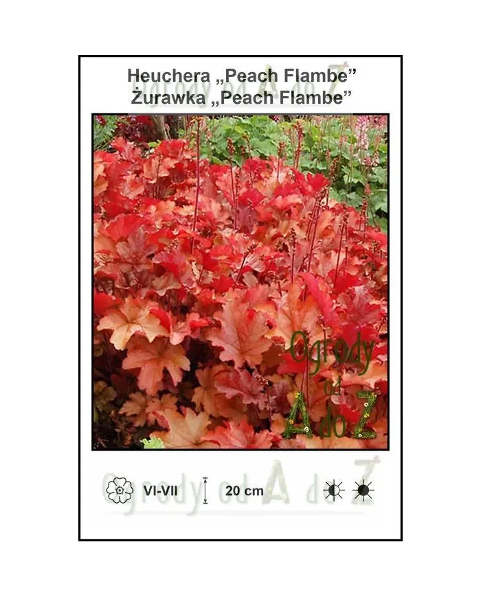 Heuchera-Peach-Flambe.jpg Heuchera-Peach-Flambe.jpg