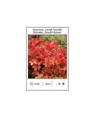 Heuchera-Peach-Flambe.jpg