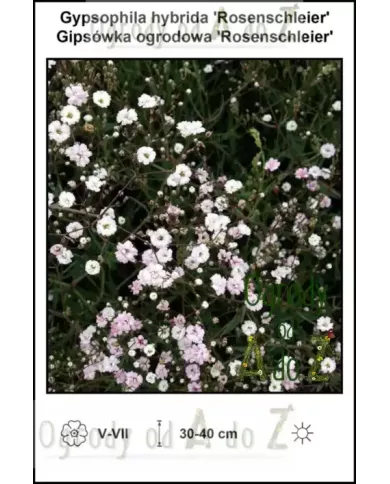 Gypsophila-hybrida-Rosenschleier
