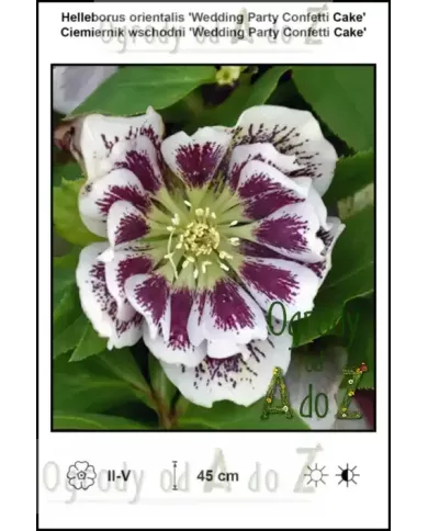 Helleborus-orientalis-Wedding-Party-Confetti-Cake