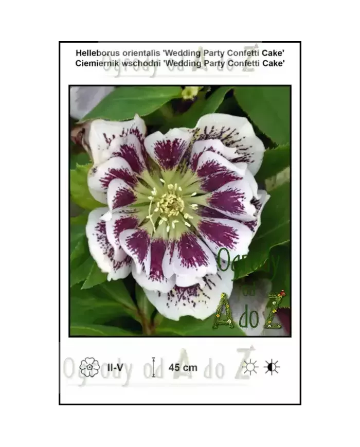 Helleborus-orientalis-Wedding-Party-Confetti-Cake