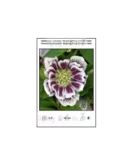 Helleborus-orientalis-Wedding-Party-Confetti-Cake