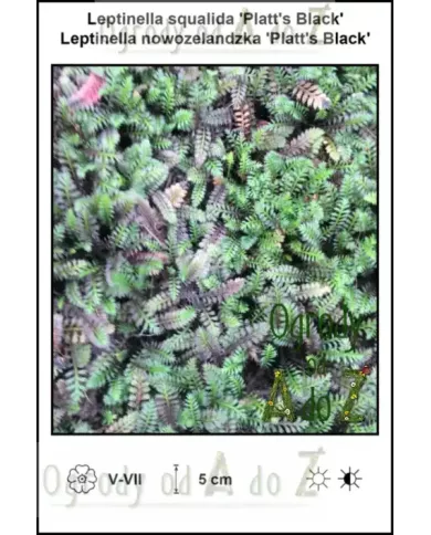 Leptinella-squalida-Platts-Black Leptinella-squalida-Platts-Black