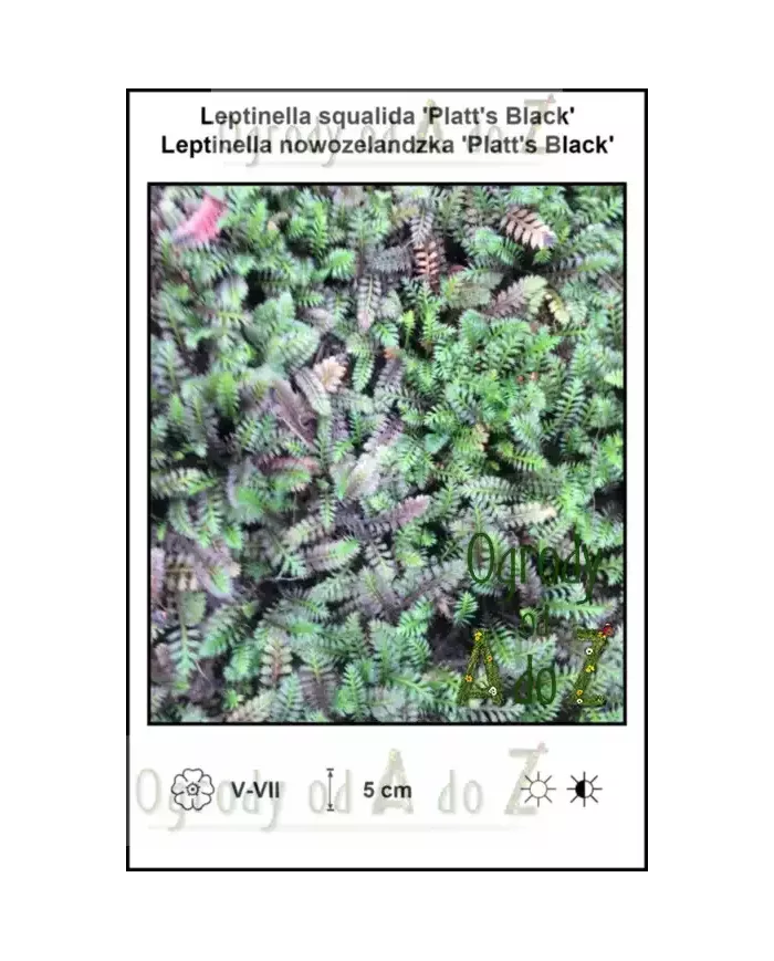 Leptinella-squalida-Platts-Black