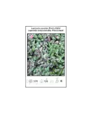 Leptinella-squalida-Platts-Black