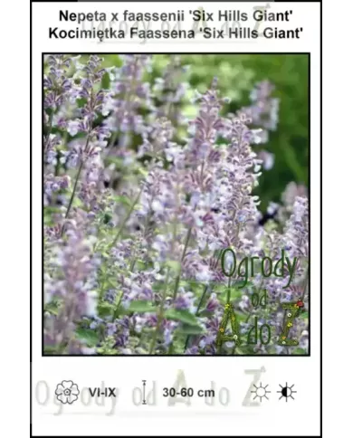 Nepeta-x-faassenii-Six-Hills-Giant Nepeta-x-faassenii-Six-Hills-Giant