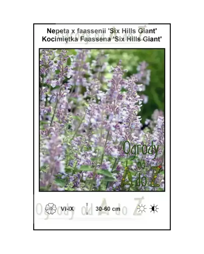 Nepeta-x-faassenii-Six-Hills-Giant