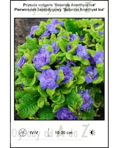 Primula-vulgaris-Belarina-Amethyst-Ice