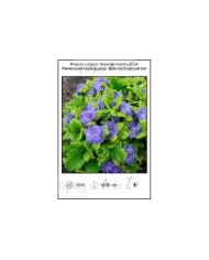 Primula-vulgaris-Belarina-Amethyst-Ice