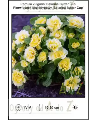 Primula-vulgaris-Belarina-Butter-Cup