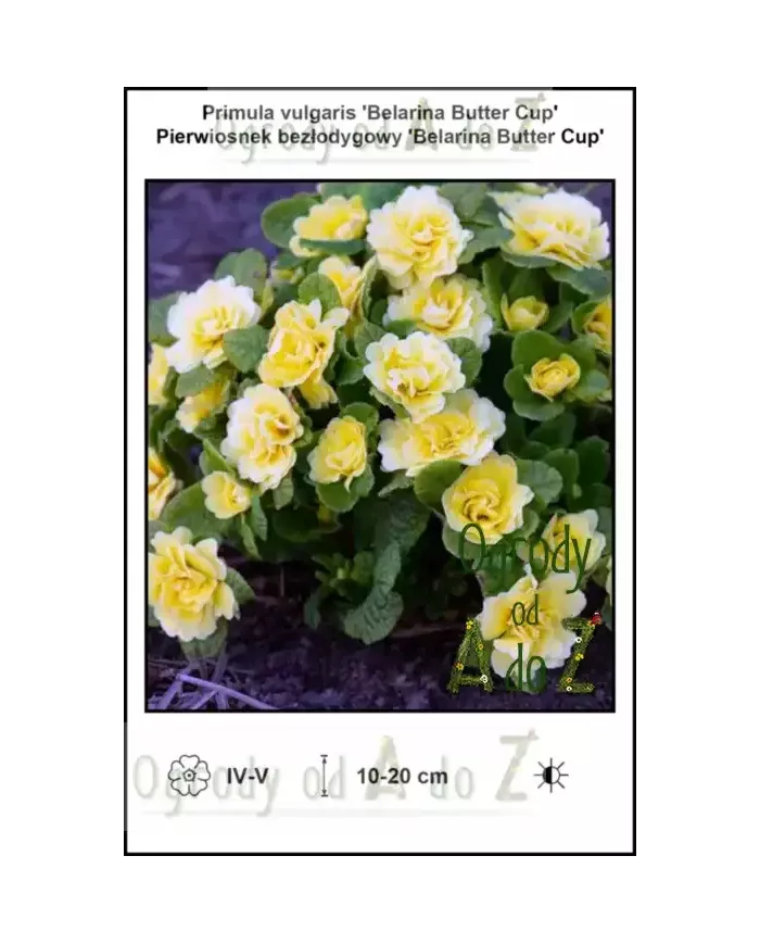 Primula-vulgaris-Belarina-Butter-Cup