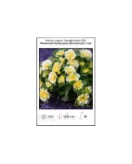 Primula-vulgaris-Belarina-Butter-Cup