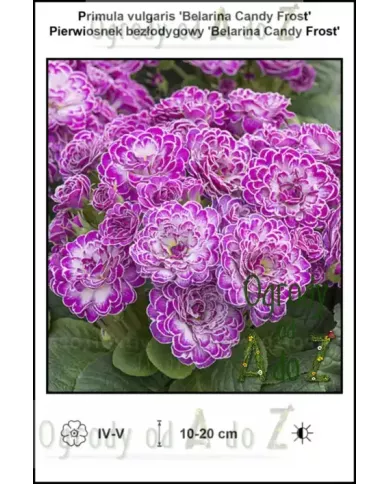 Primula-vulgaris-Belarina-Candy-Frost