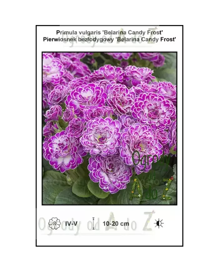 Primula-vulgaris-Belarina-Candy-Frost