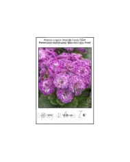 Primula-vulgaris-Belarina-Candy-Frost