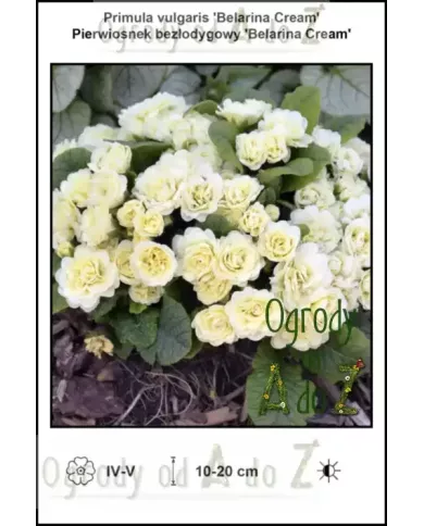 Primula-vulgaris-Belarina-Cream