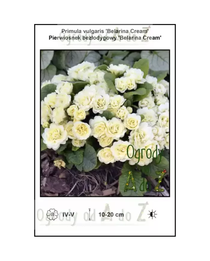 Primula-vulgaris-Belarina-Cream