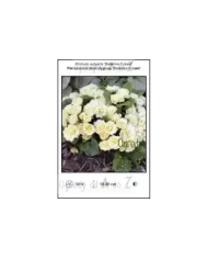 Primula-vulgaris-Belarina-Cream