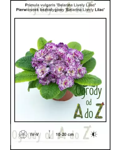 Primula-vulgaris-Belarina-Lively-Lilac