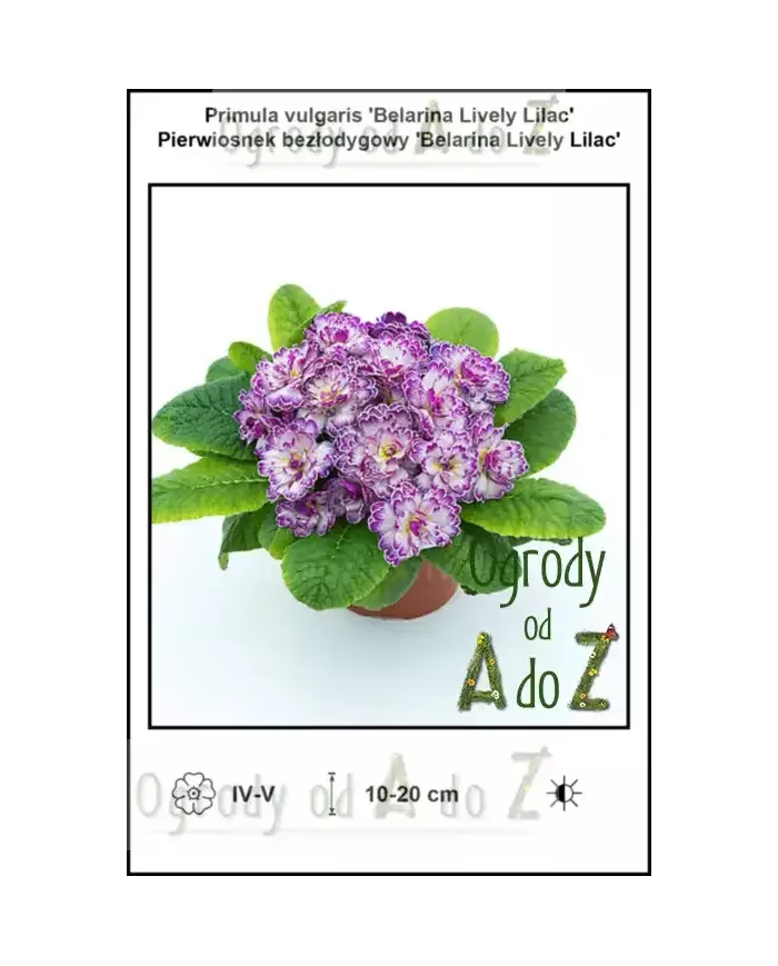Primula-vulgaris-Belarina-Lively-Lilac