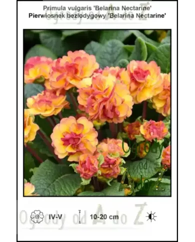 Primula-vulgaris-Belarina-Nectarine