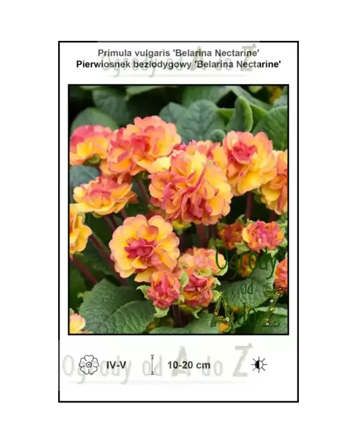 Primula-vulgaris-Belarina-Nectarine