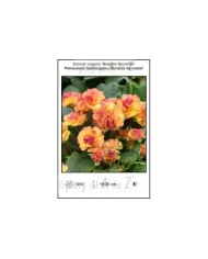 Primula-vulgaris-Belarina-Nectarine