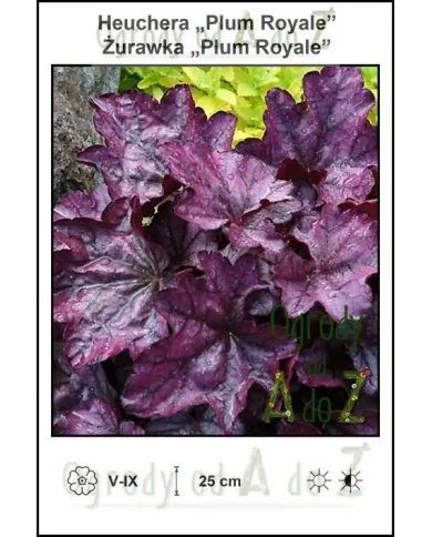 Heuchera-Plum-Royale.jpg Heuchera-Plum-Royale.jpg
