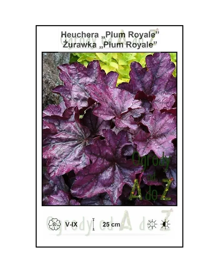 Heuchera-Plum-Royale.jpg