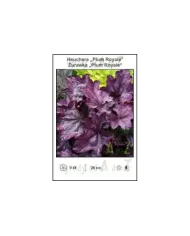 Heuchera-Plum-Royale.jpg