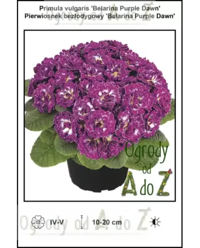 Primula-vulgaris-Belarina-Purple-Dawn