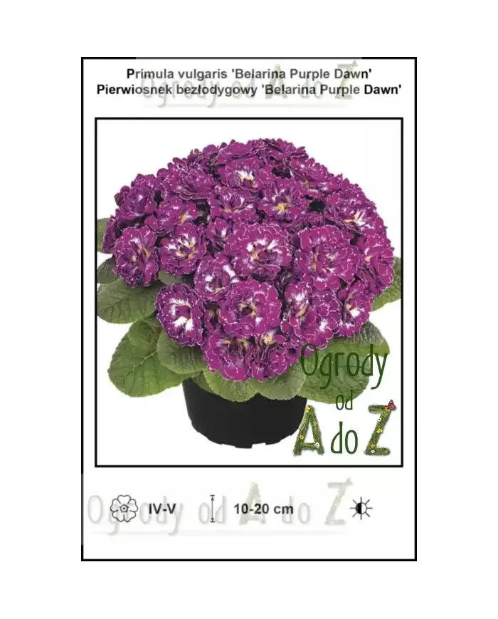 Primula-vulgaris-Belarina-Purple-Dawn