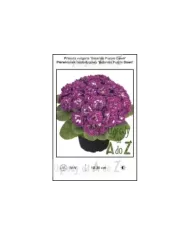 Primula-vulgaris-Belarina-Purple-Dawn