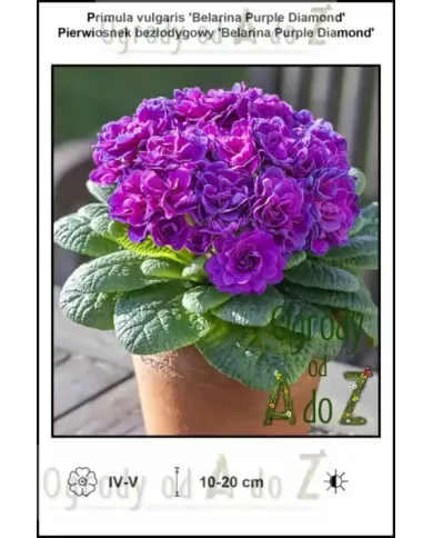 Primula-vulgaris-Belarina-Purple-Diamond