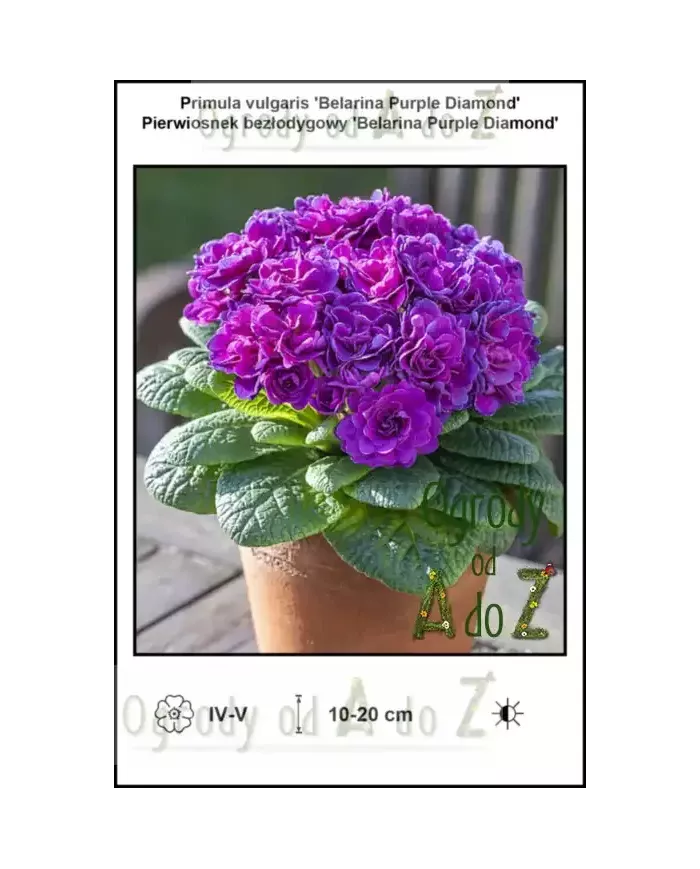 Primula-vulgaris-Belarina-Purple-Diamond