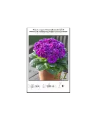 Primula-vulgaris-Belarina-Purple-Diamond
