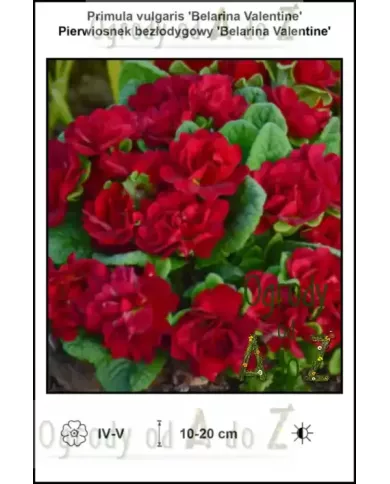 Primula-vulgaris-Belarina-Valentine