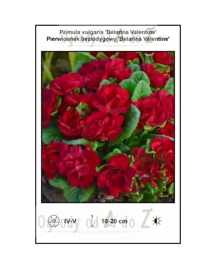 Primula-vulgaris-Belarina-Valentine