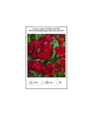 Primula-vulgaris-Belarina-Valentine